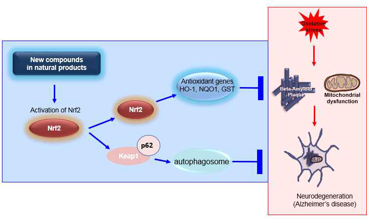 Nrf2/ARE 활성 유도 천연물에 의한 알츠하이머질환의 치료기전 모델