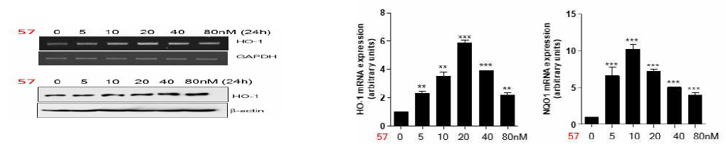 NA-57 upregulates the expression of HO-1 and NQO-1 in RAW264.7 cells