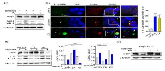 Activation of autophagy by curcumin reduces a-syn accumulation through inhibition of GSK-3β in SH-SY5Y cells
