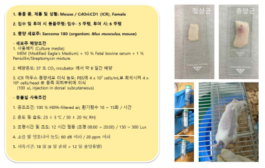 쥐 세포의 배양 사육조건 및 정상군과 종양군의 적출후