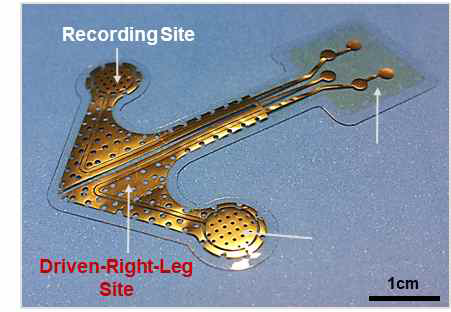 본 연구과제 수행을 통해서 개발된 생체 전극