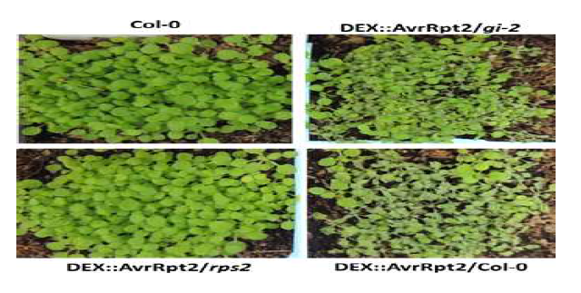 AvrRpt2 발현 식물에서 일어나는 반응 비교 실험