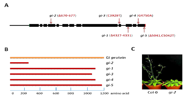 GI 유전자 구조(A)와 본 연구 과제에서 사용된 돌 연변이체들(B) 및 돌연변이가 개화시기에 미치는 영향(C)