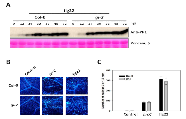 GI 유전자 돌연변이 가 flg22가 유도하는 PR1 단백질의 발현, callose 축적에 미치는 영향