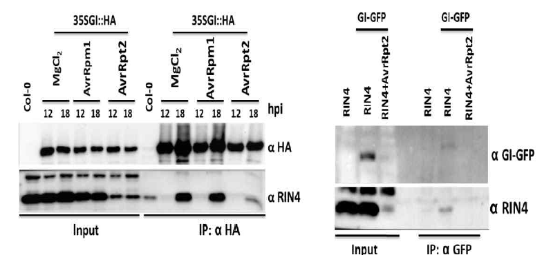 특정 시간대에서만 결합하는 RIN4 와 GI 단백질