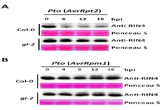 GI 돌연변이체에서 나타나는 AvrRpt2에 의한 RIN4 절단의 저해