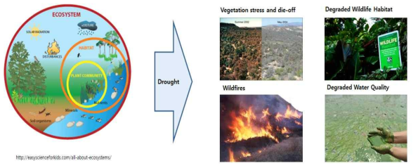 Ecosystem influence by Drought