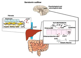 장내균총과 gut-brain axis, 세로토닌 metabolism 과의 관계 (출처 : Stasi C et al., 2018)