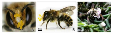 Pollen attachment of Megachile yasumatsui Hirahima A. Front view of bee’s head pollinia attached, B. Side view of bee’s head pollinia attached, C. Bee’s pollination behavior while visiting flower