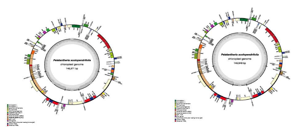 Chloroplast genome map of Pelatantheria scolopendrifolius (synonyms: Sarcanthus scolopendrifolia and Cleisostoma scolopendrifolium)