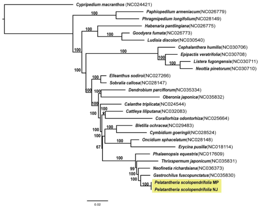 Maximum likelihood phylogenetic tree based on chloroplast genomes of 26 species