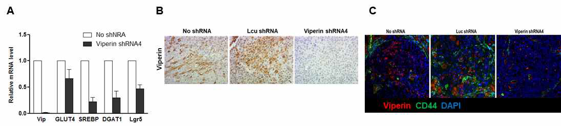 Viperin 발현 유무에 따른 암조직의 대사변화 및 암줄기세포 형성 분석. (A) Viperin 발현 또는 억제 암세포주로부터 생성된 암조직의 대사변화 분석. (B, C) 생성된 암조직의 단면도에서 viperin 발현 (B) 및 암줄기세포 표지자 (C) 발현 분석