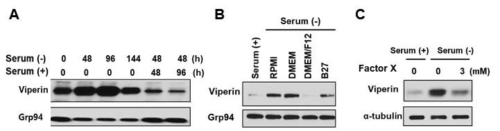 Serum 성분 중 viperin 발현 조절 인자 동정. (A) Serum starvation 및 첨가에 따른 viperin 발현 변화 분석. (B) 세포 배양 보조제 처리에 따른 viperin 발현 분석. (C) Viperin 발현 활성 인자 동정
