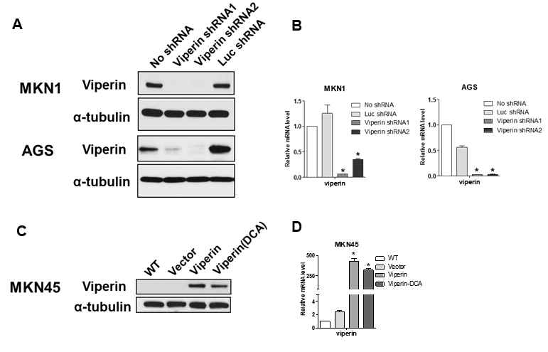 Viperin 발현 억제 또는 활성 암세포주 제작. (A, B) Viperin shRNA에 의해 viperin 발현 억제 MKN1, AGS 암세포주 제작. Viperin 단백질 발현 (A) 및 mRNA 발현 (B) 분석. (C, D) Viperin wild type 또는 mutant 발현하는 MKN45 암세포주 제작. Viperin 단백질 발현 (C) 및 mRNA 발현 (D) 분석