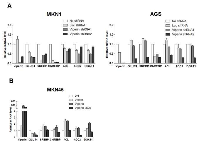 Viperin 발현 억제 또는 활성 암세포주의 대사변화 분석. Viperin 발현 억제 MKN1, AGS 암세포주(A)와 Viperin WT 또는 mutant 발현하는 MKN45 암세포주 (B)에서의 대사변화 측정