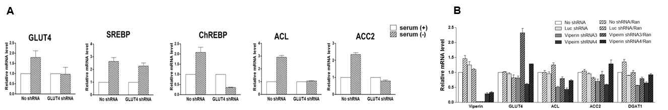 Viperin에 의한 대사변화 기전 분석. (A) GLUT4 발현 억제 암세포주의 serum 유무에 따른 대사변화 측정. (B) TriFunctional Protein (TFP) 저해제 Ranolazine을 처리에 따른 암세포주 대사변화의 viperin 효과 측정