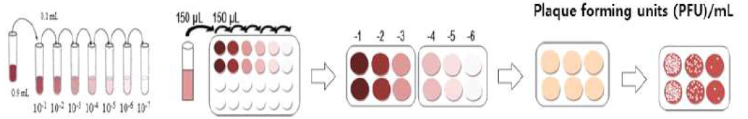 Plaque assay 수행 모식도