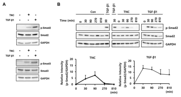 Effect of TNC on the activation of R-Smads in fibroblasts. Serum-starved human foreskin fibroblasts were treated with TNC at concentration of 2 ug/ml and TGF-β1 at concentration of 3 ng/ml or vehicle (Con). (A) After 90 min incubation, lysates of the cells were examined by western blotting using antibodies against phospho-Smad2, Smad2, phospho-Smad3, Smad3, and GAPDH. (B) After incubation for indicated time intervals, lysates of the cells were examined by western blotting using antibodies against phospho-Smad2, Smad2, and GAPDH