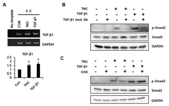 Analysis of the involvement of TGF-β1 in the TNC-induced Smad2 activation in fibroblasts. (A) Subconfluent human foreskin fibroblasts (F. F.) were starved for 12 h and were incubated in the presence of TNC (2 ug/ml) or TGF-β1 (3 ng/ml) for 12 hr. The TGF-β1 mRNA level was evaluated by conventional and quantitative RT-PCR analysis. Each value is the mean ± SD of six independent experiments. *P<0.05 vs. CON. Serum-starved cells were preincubated with TGF-β1 neutralizing antibody (neut. Ab) (3 ug/ml) (B) or cycloheximide (10 ug/ml) (C), and stimulated with TNC (2 ug/ml) or TGF-β1 (3 ng/ml) for 90 min. Cell lysates were analyzed by western blotting with indicated antibodies