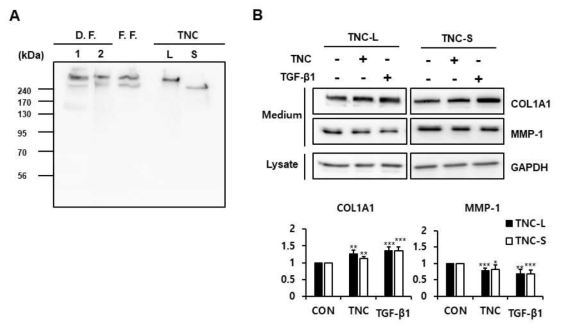 Analysis of expression of TNC isoforms and effects of TNC on secretion of collagen and MMP-1 in foreskin fibroblasts. (A) TNC protein levels in conditioned media of two lines of dermal fibroblasts (D. F.) and foreskin fibroblasts (F. F.) were detected by western blot analysis using antibodies against TNC. TNC-S: small TNC isoform consisting of 1,564 amino acid residues, TNC-L: large TNC isoform consisting of 2,201 amino acid residues. (B) Serum-starved human foreskin fibroblasts were incubated in the presence of TNC (2 ug/ml) and TGF-β1 (3 ng/ml) for 24 hr. Expression levels in cell lysates and conditioned media were evaluated by western blot analysis using antibodies against type I collagen, MMP-1, and GAPDH. Each value is the mean ± SD of six independent experiments. *P<0.05, **P<0.01, ***P<0.001 vs. non-treated control (CON)