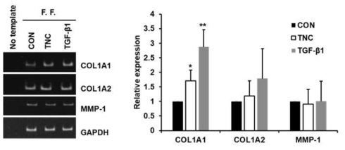 Effect of TNC on the expression of type I collagen and MMP-1 in human foreskin fibroblasts. Serum-starved human foreskin fibroblasts (F. F.) were incubated in the presence of TNC (2 ug/ml) and TGF-β1 (3 ng/ml) for 12 hr. Levels of target gene expression (COL1A1, COL1A2, and MMP-1) were evaluated by conventional (left) and quantitative (right) RT-PCR analysis. Each value is the mean ± SD of five independent experiments. *P<0.05, **P<0.01 vs. CON