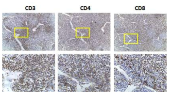 CTLA4-CD28 융합유전자 생쥐 lymph node 대상 Immunohistochemical staining. 위쪽 panel 내 노란색 박스는 아래 확대되어 보인다