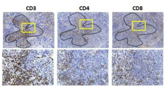 CTLA4-CD28 융합유전자 생쥐 spleen 대상 immunohistochemical staining. 위쪽 panel 내 노란색 박스는 아래 확대되어 보인다