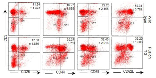 CTLA4-CD28 융합유전자 생쥐 lymph node에서 추출된 세포를 대상으로 CD3와 다양한 activated T세포 마커(CD25, CD44, CD69) 및 naive T세포 마커(CD62L) 발현을 분석하였다