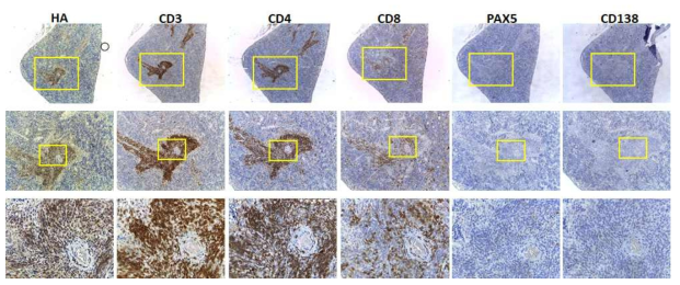 CTLA4-CD28 융합유전자 생쥐 세포가 이식된 면역 결핍 생쥐의 spleen을 대상으로 이루어진 immunohistochemical staining