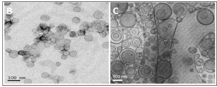 TEM 이미지. SCF-CO2 AmB (좌)와 기존의 liposomal AmB (우)