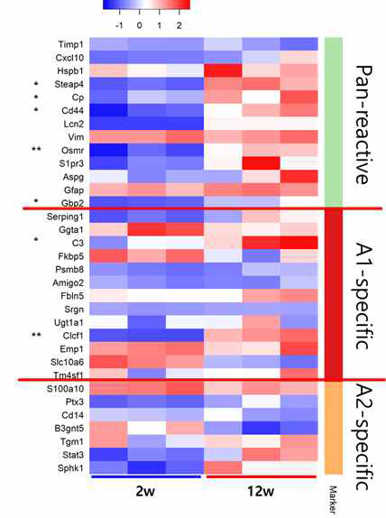 A1/A2 마커를 이용한 2주 및 12주 성상세포의 heat-map 분석