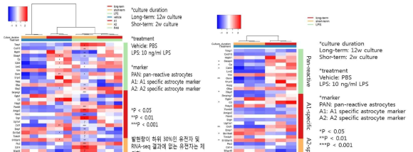 노화성상세포에서 A1/A2 관련 유전자군 비교