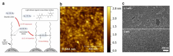 (a) 양자점 박막 형성에 사용된 Lixer 리간드의 모식도, (b) AFM을 통한 양자점 박막의 표면 거칠기 측정 결과, (c) SEM을 통한 양자점 박막의 표면 이미지