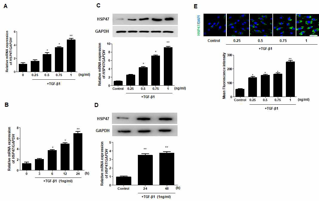 다양한 TGF-β1 시간, 농도에 따른 HSP47의 발현에 미치는 영향