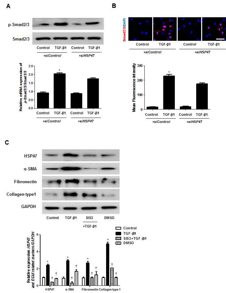 HSP47억제가 Smad2/3에 미치는 영향