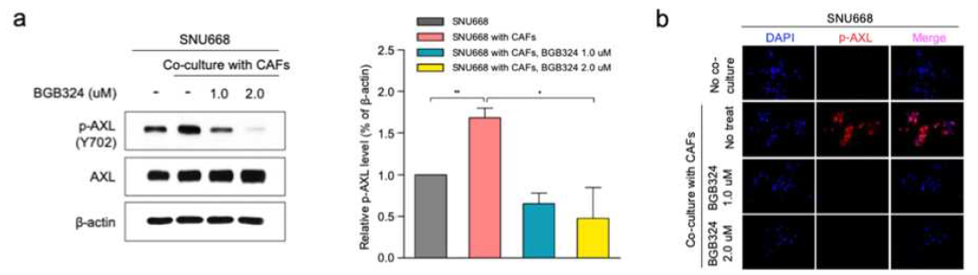 CAFs와 공동배양에 의해서 위암세포주에서 증가한 p-AXL 발현이 BGB324에 의해서 감소함을 western blot (a&b)과 immunocytochemistry를 통하여 (c) 확인함