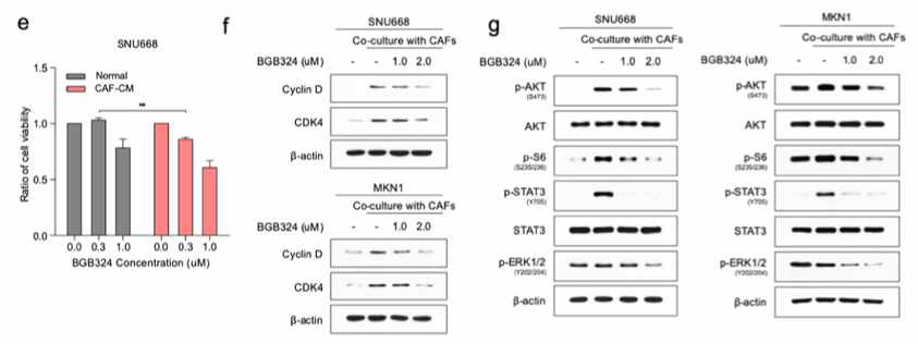 위암 세포주에서 BGB324에 의한 viabilty의 감소와 세포 분열 마커들의 변화 (e&f) 위암 세포주에서 CAF에 의한 인산화 단백들의 변화와 BGB324에 의한 감소(g)