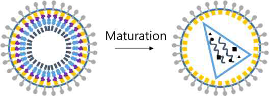 레트로바이러스 입자 구조 및 성숙 과정