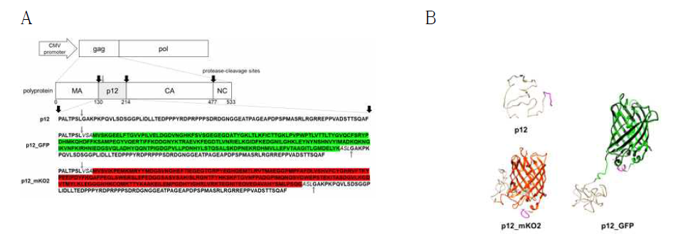 Gag 복합단백질 내부로의 형광단백질 삽입. A: 형광단백질이 삽입된 p12의 아미노산 서열. B: Wild type p12 및 형광단백질이 삽입된 p12의 예측된 구조