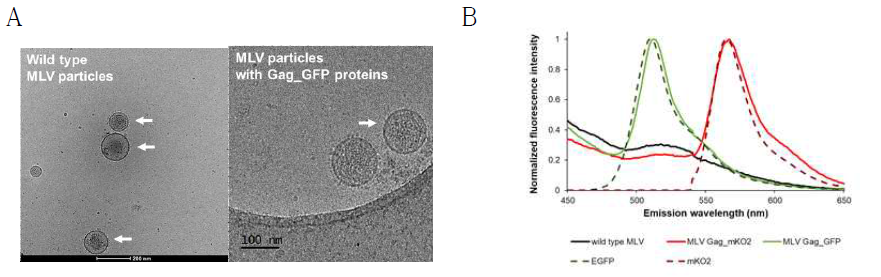 바이러스 입자 형태와 형광 특성 분석. A: Wild type MLV와 Gag-GFP 단백질을 가지는 MLV 입자의 형태 비교. B: 바이러스에 포함된 Gag-FP 단백질로부터의 방출 빛 파장 비교