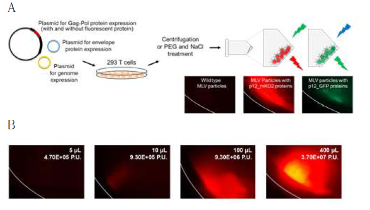 형광단백질 도입을 통한 바이러스 가시화. A: 바이러스 생산 및 입자 알갱이화 과정. B: 바이러스 시료 부피에 따른 알갱이 형광 이미지