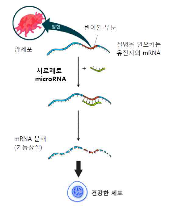 microRNA 이용한 암치료제의 원리