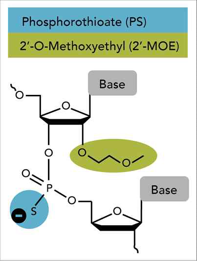 2‘-MOE modification 모식도