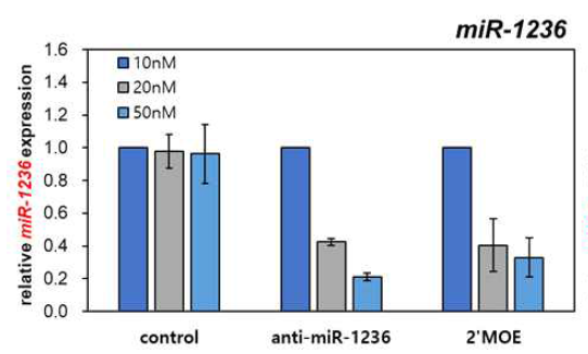 miR-1236 2‘-MOE modification에 의한 miR-1236 expression level 변화 확인