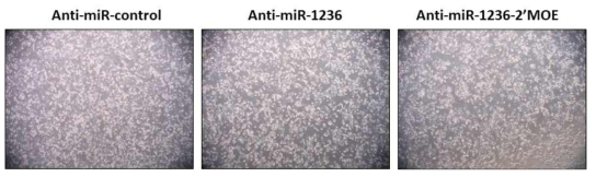 miR-1236 2‘-MOE modification에 의한 morphology 변화 및 cytotoxicity 검증