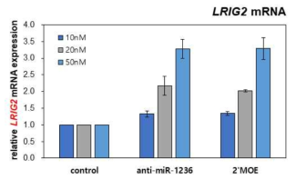 miR-1236 2‘-MOE modification에 의한 농도별 타겟 유전자 LRIG2 mRNA level 변화 확인