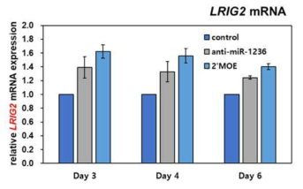 miR-1236 2‘-MOE modification에 의한 시간별 타겟 유전자 LRIG2 mRNA level 변화 확인