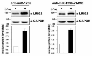 miR-1236 2‘-MOE modification에 의한 LRIG2 단백질의 발현 증가 확인
