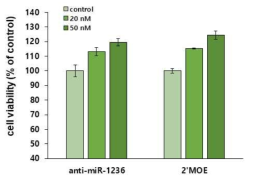 miR-1236 2‘-MOE modification에 의한 세포생존능 비교