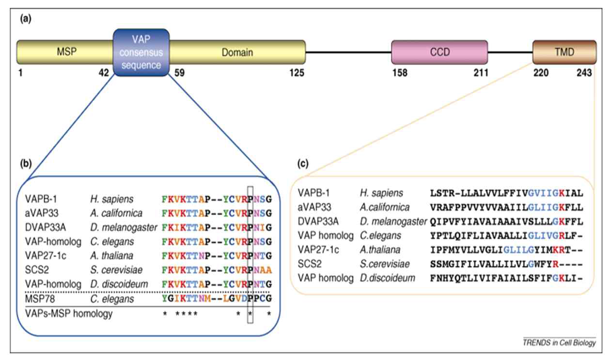 VAP 단백질의 구조와 domain